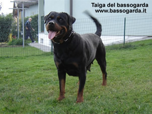 Taiga del bassogarda